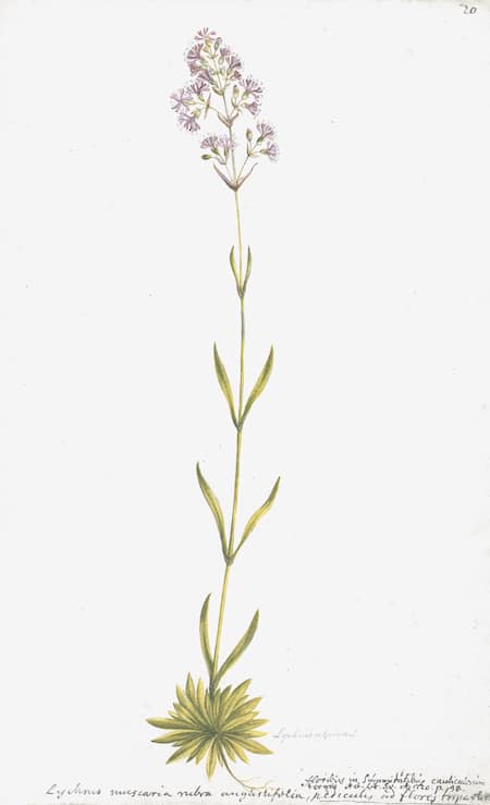 SWEDISH BOTANICALS