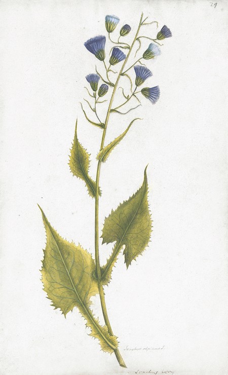 SWEDISH BOTANICALS