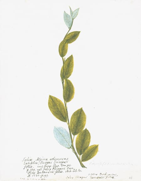 SWEDISH BOTANICALS