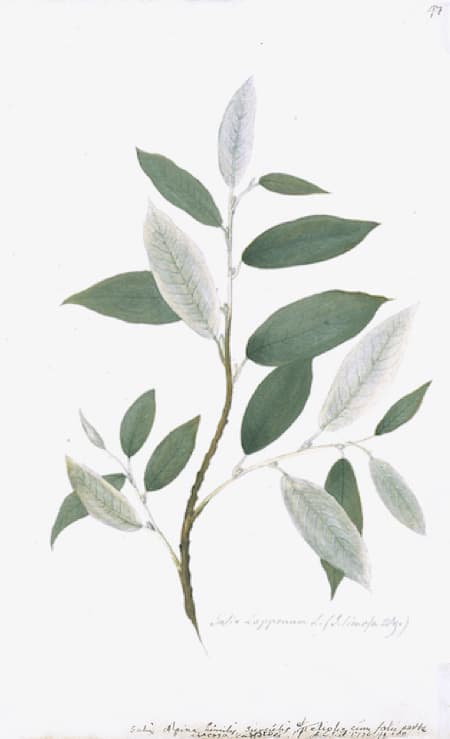 SWEDISH BOTANICALS