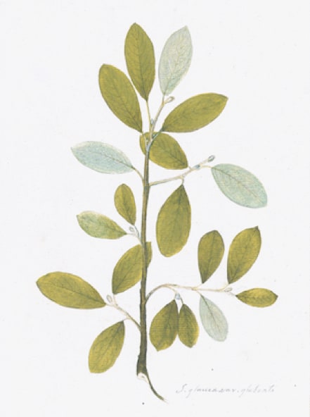 SWEDISH BOTANICALS