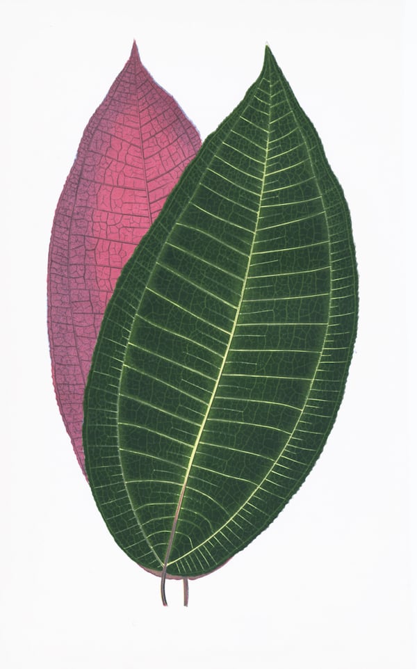 ENGLISH LEAVES