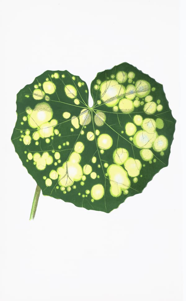 ENGLISH LEAVES