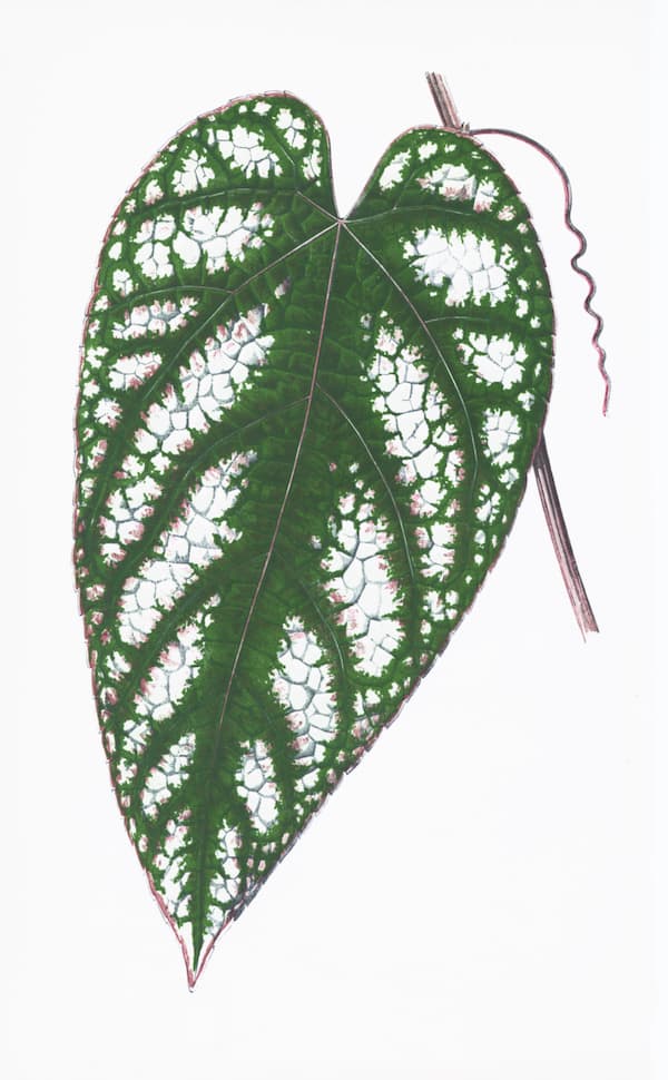 ENGLISH LEAVES