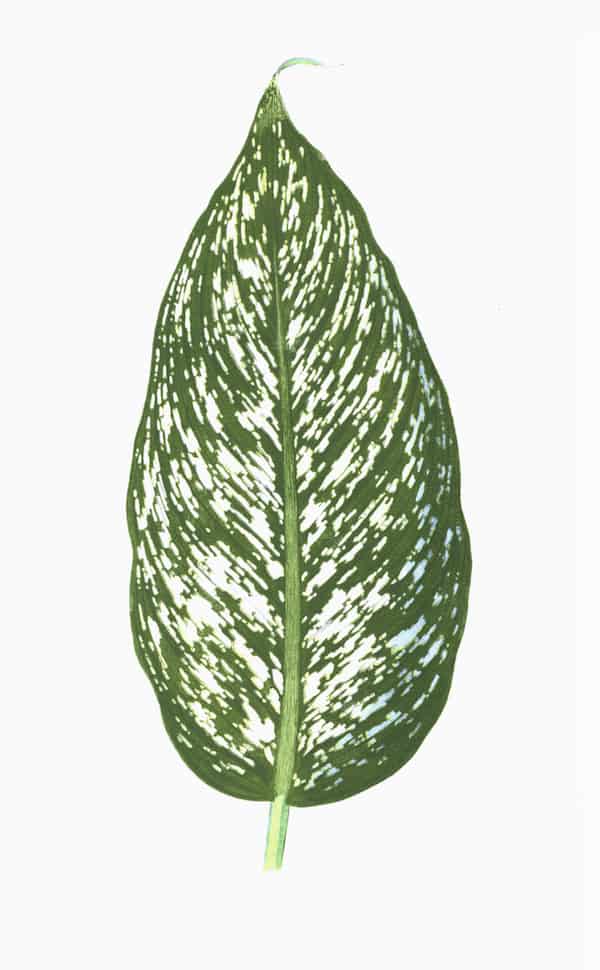 ENGLISH LEAVES