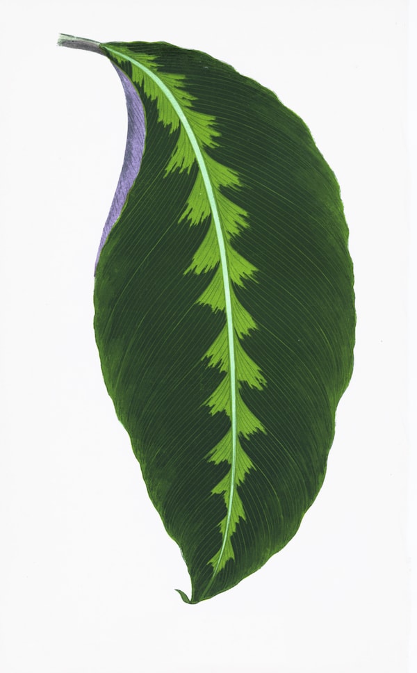 ENGLISH LEAVES