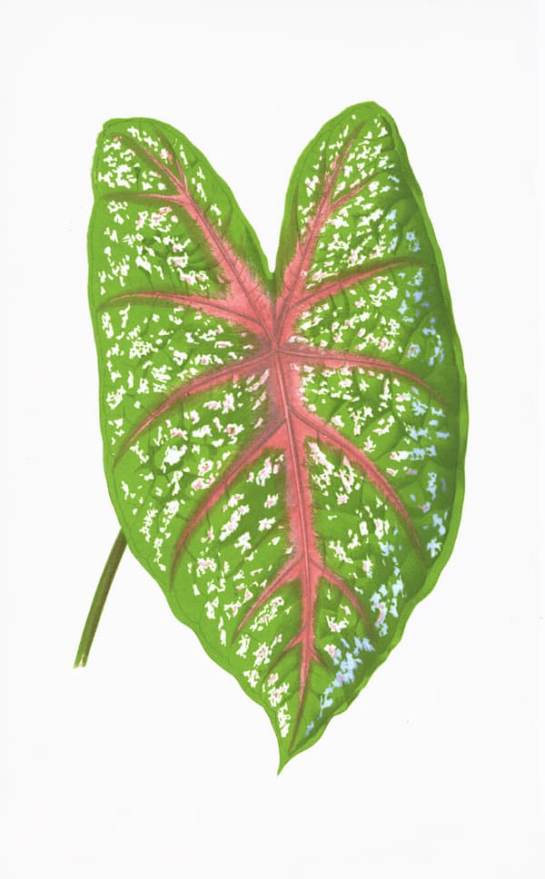 ENGLISH LEAVES