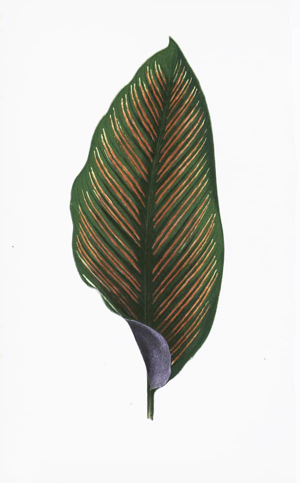 ENGLISH LEAVES