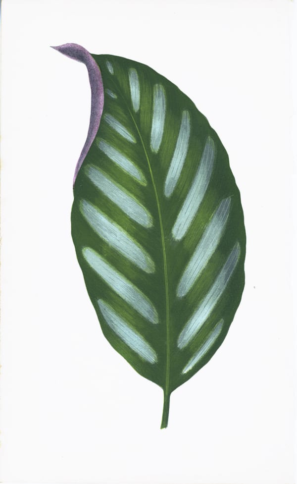 ENGLISH LEAVES
