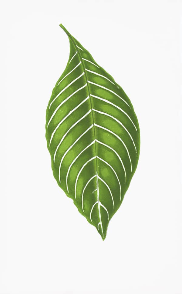 ENGLISH LEAVES