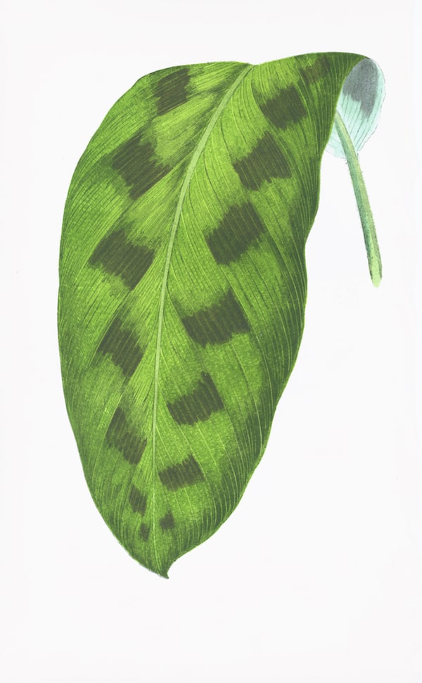 ENGLISH LEAVES