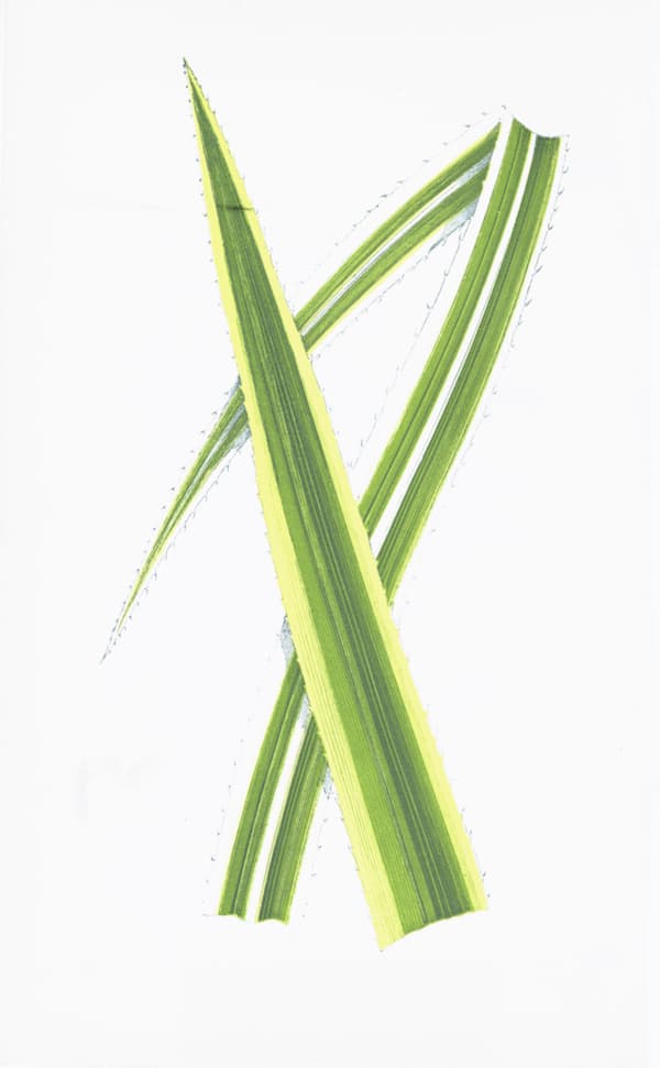 ENGLISH LEAVES