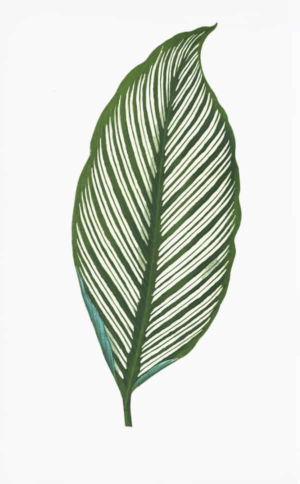 ENGLISH LEAVES