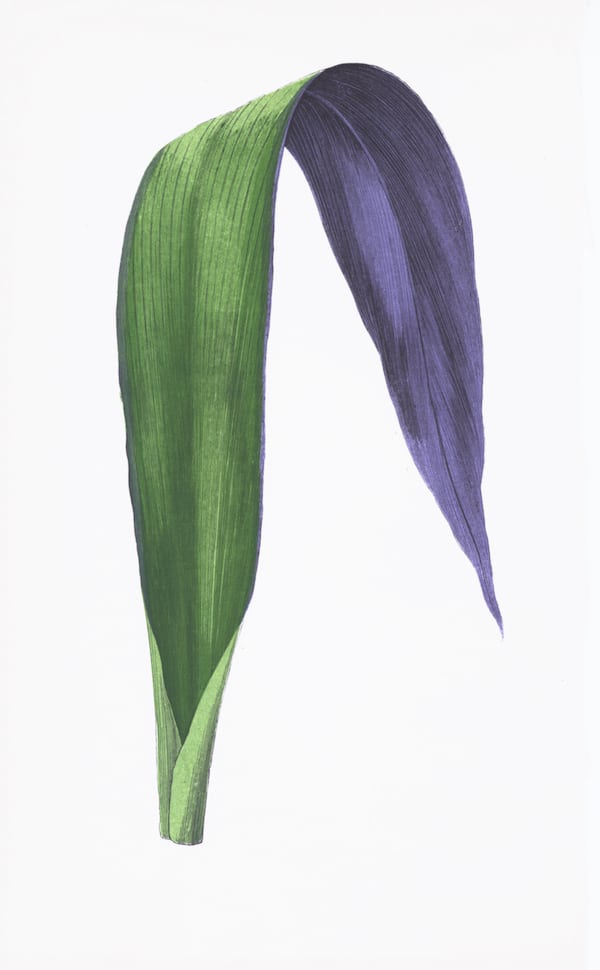 ENGLISH LEAVES