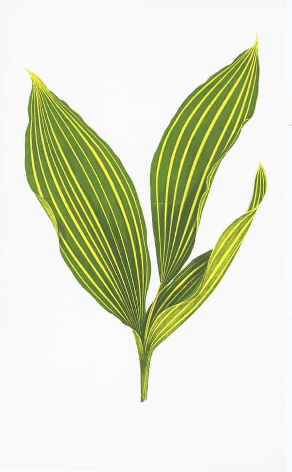 ENGLISH LEAVES
