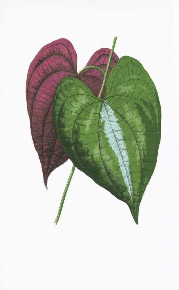 ENGLISH LEAVES