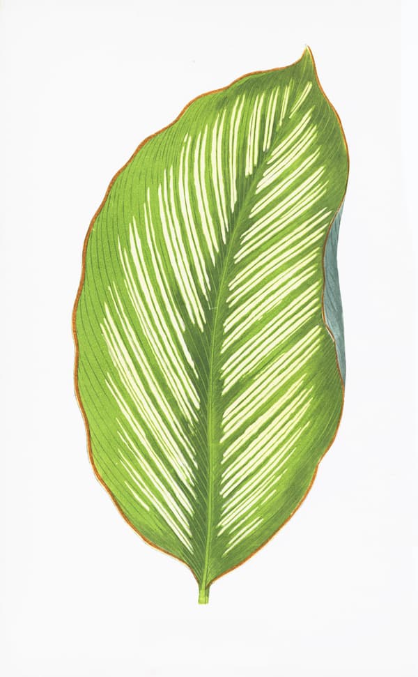ENGLISH LEAVES
