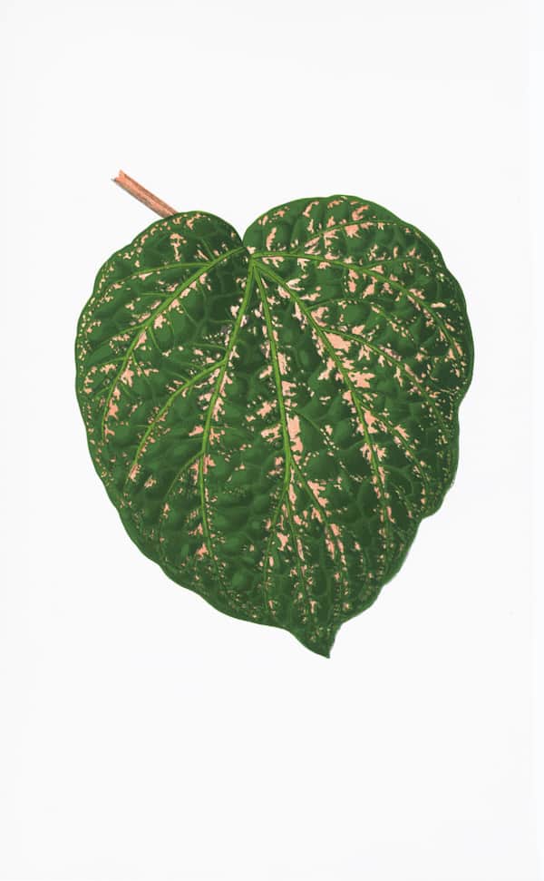 ENGLISH LEAVES
