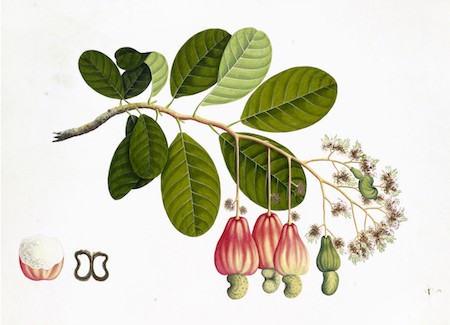 ANGLO-INDIAN BOTANICALS