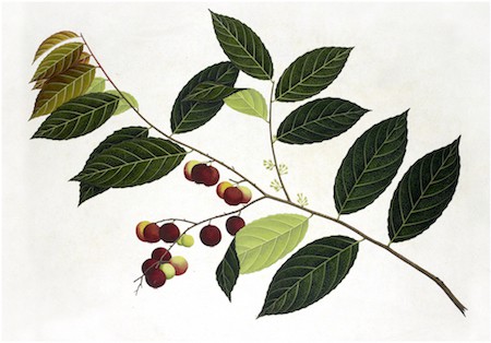 ANGLO-INDIAN BOTANICALS