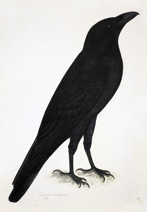 Raven
