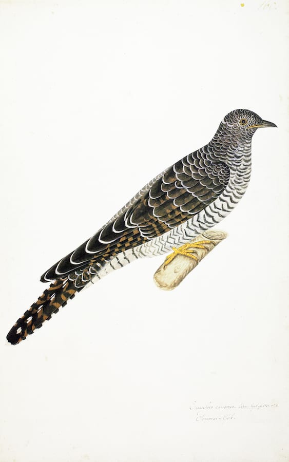 Cuckoo