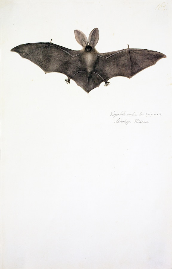 Bat