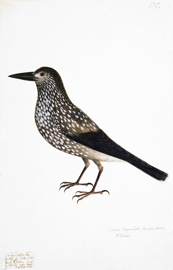 Spotted Nutcracker