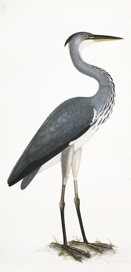 Heron