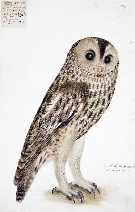 Brown Owl