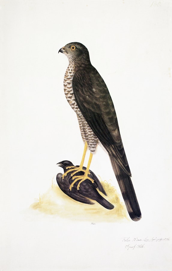 Sparrow Hawk 2