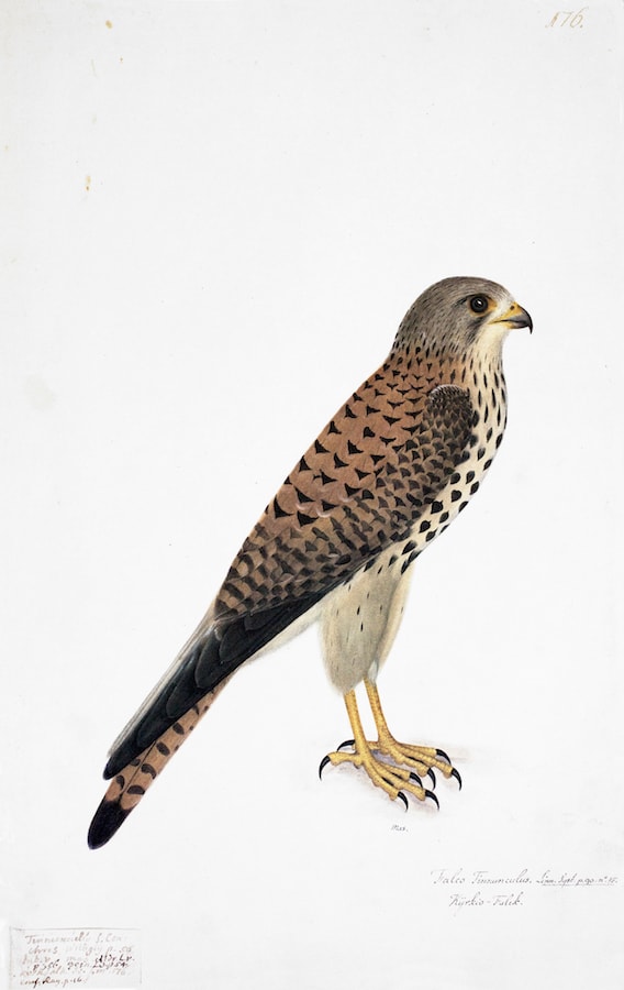 Common Kestrel 2