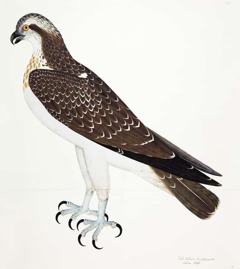 Osprey