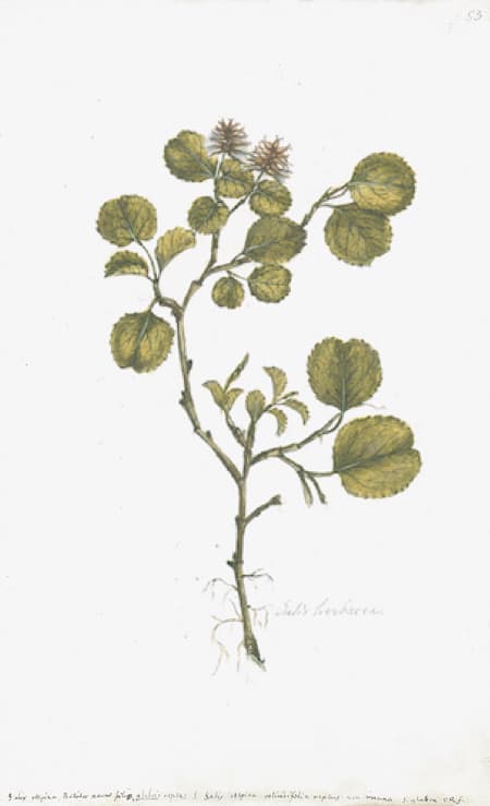 SWEDISH BOTANICALS
