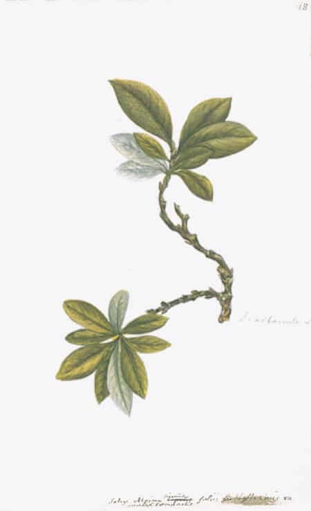 SWEDISH BOTANICALS
