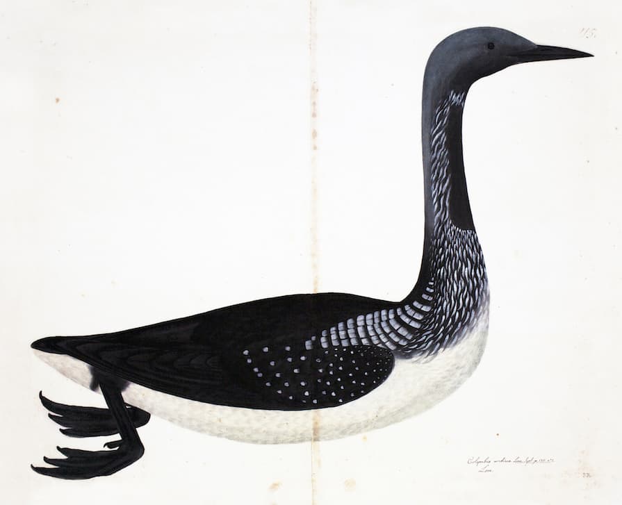 Black Throated Loon
