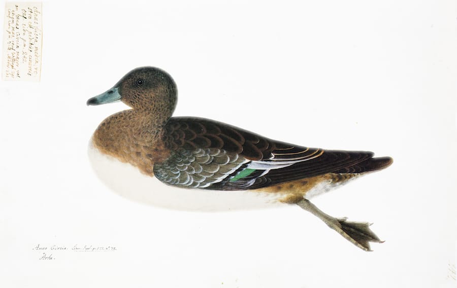 Garganey Duck