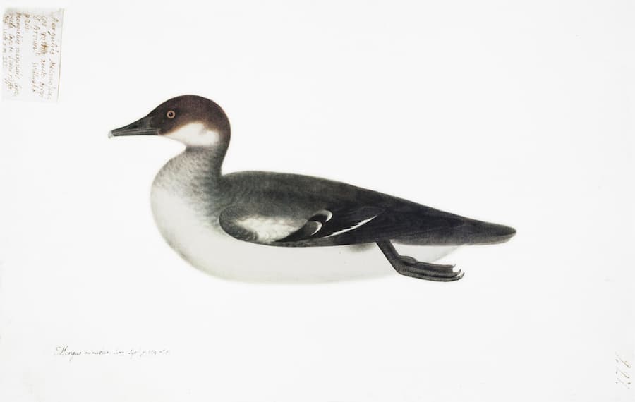 Red Headed Smew