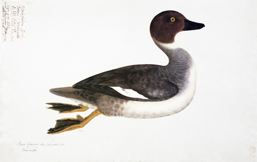 Goldeneye 2