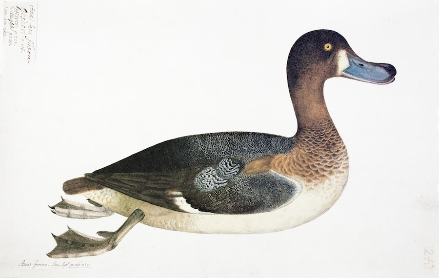 Pochard Duck