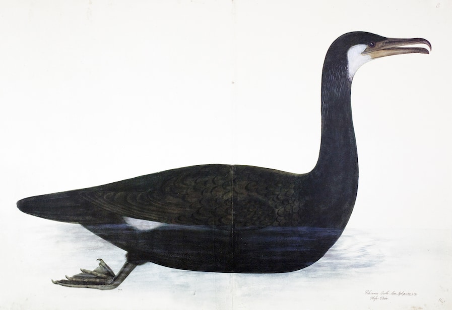 Cormorant