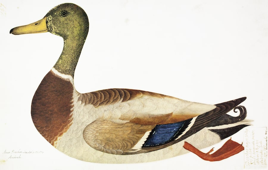 Andrake Mallard