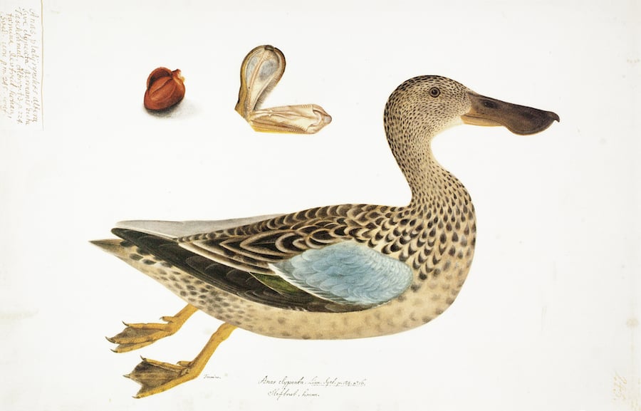 Northern Shoveller