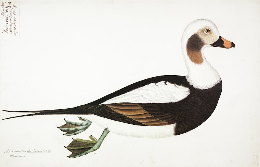 Long-Tailed Duck 2