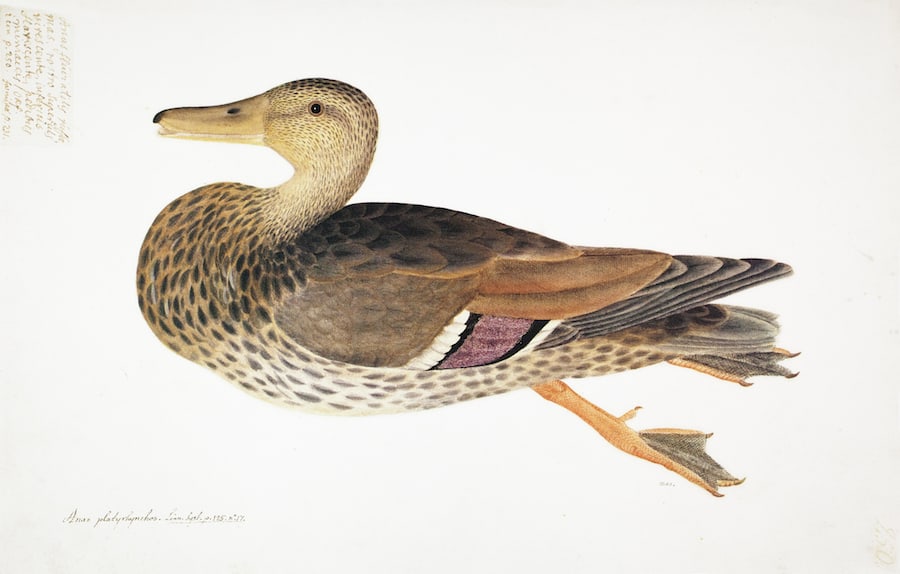 Mallard Female