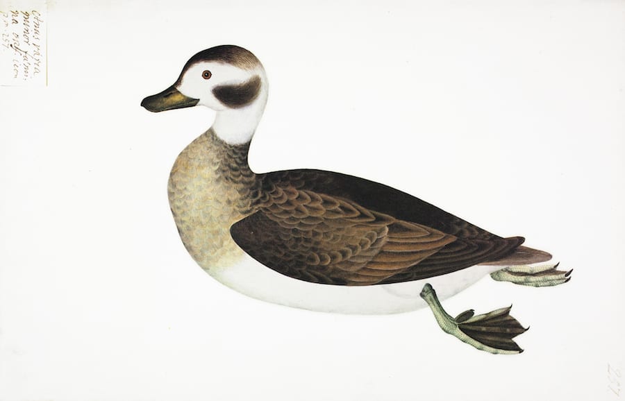Varia Duck