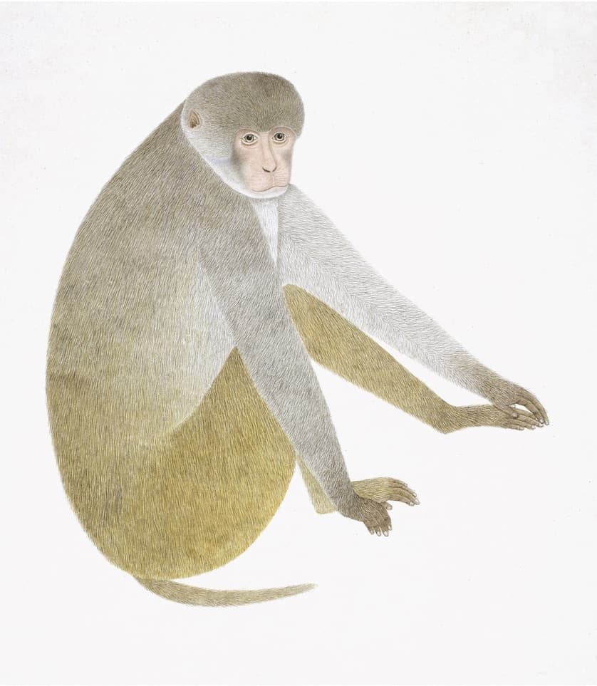 MONKEY 1