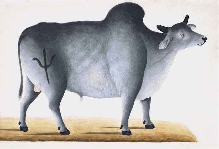 ANIMALS