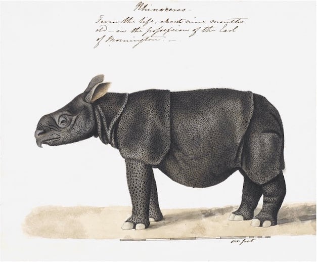 ANIMALS