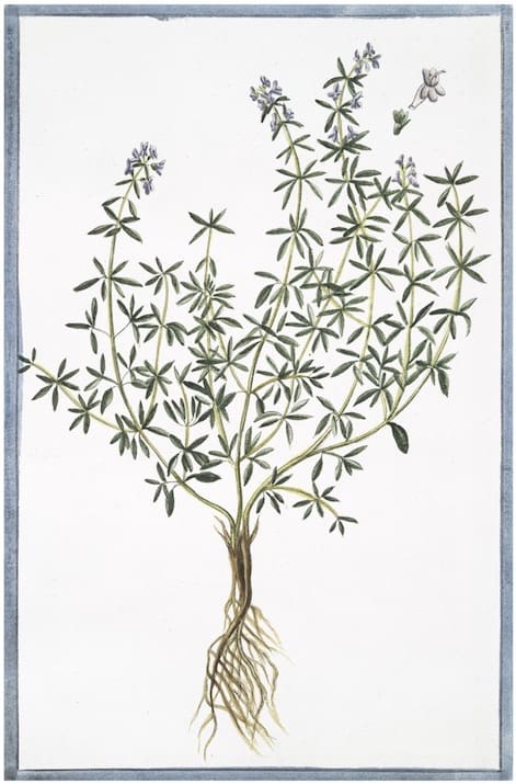 ITALIAN BOTANICALS